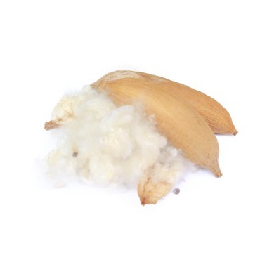 Kapok, Ceiba pentandra veya beyaz ipek pamuk ağacı (Ceiba pentandr