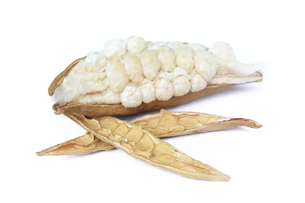 Capok, Ceiba pentandra ou árvore de algodão de seda branca (Ceiba pentandr — Fotografia de Stock