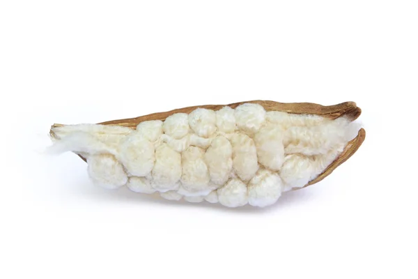 Kapok, Ceiba pentandra ou Soie blanche (Ceiba pentandr Image En Vente