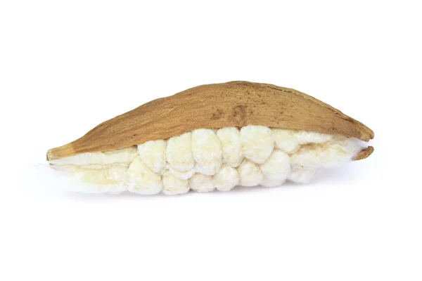 Kapok, Ceiba pentandra o árbol de algodón de seda blanca (Ceiba pentandr —  Fotos de Stock