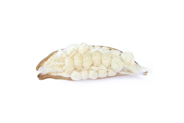 Kapok, Ceiba pięciopręcikowa lub drzewa biała bawełna jedwab (Ceiba pentandr — Zdjęcie stockowe