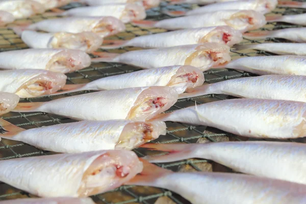 Drying fish at the beach — Stock Photo, Image