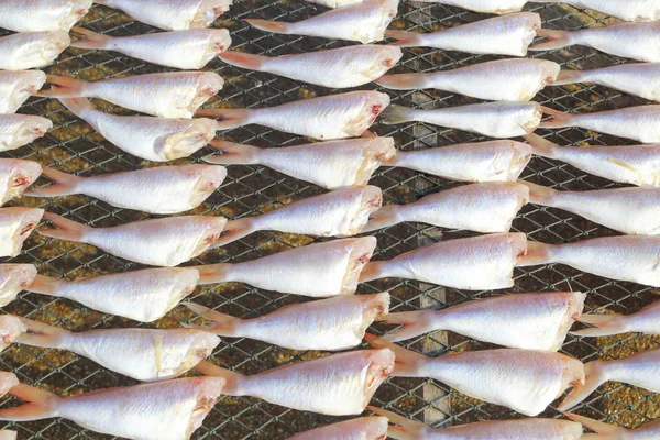 Drying fish at the beach — Stock Photo, Image