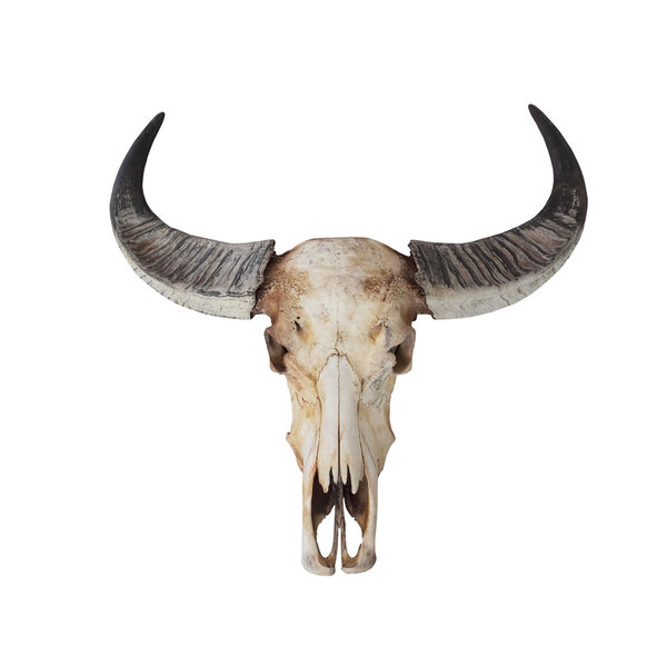 Cow skull with horns on white