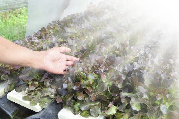 Hydroponic vegetable in the garden — Stock Photo, Image