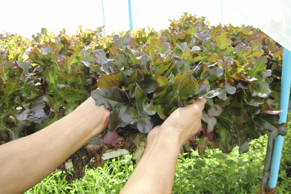 Hydroponics method of growing plants using mineral nutrient solu — Stock Photo, Image