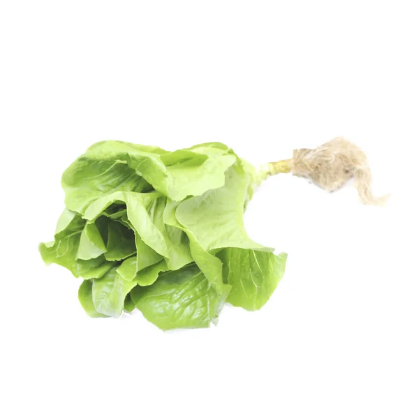 Cos Lettuce on White Background — Stock Photo, Image