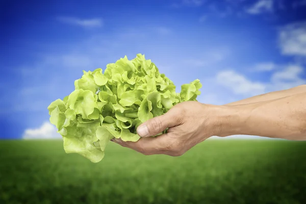 Hands of man holding Hydroponic vegetable with blue sky — Stock Photo, Image