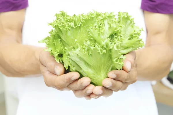 Hands of man holding Hydroponic vegetable — Stock Photo, Image