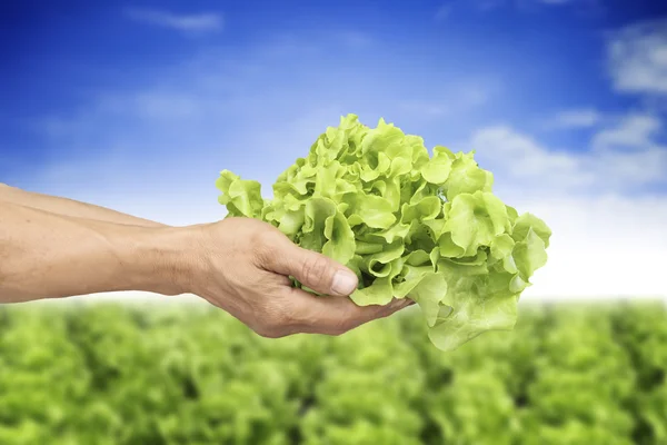 Hands of man holding Hydroponic vegetable with blue sky — Stock Photo, Image