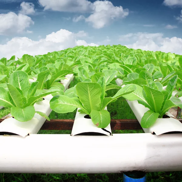 Suda büyüyen bitkiler mineral besin solu kullanarak yöntemi