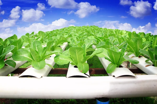 Suda büyüyen bitkiler mineral besin solu kullanarak yöntemi