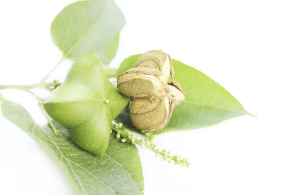 Amendoim Sacha-Inchi, sementes de cápsulas de amendoim sacha-Inchi — Fotografia de Stock