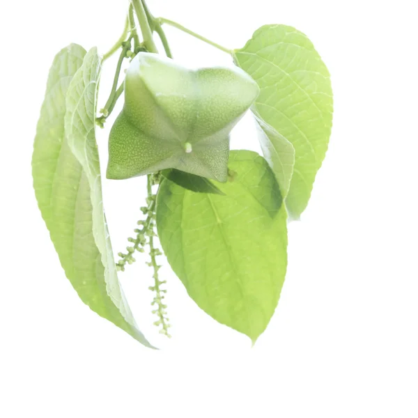 Sacha InChI fıstık, kapsül sacha InChI fıstık meyvesi tohumu.