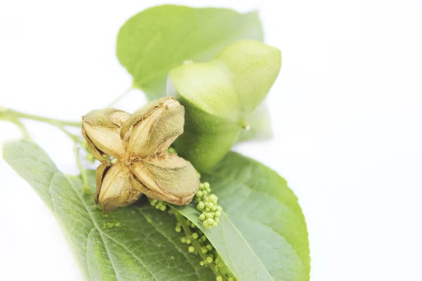 Sacha-Inchi cacahuete, semillas de la cápsula fruto de sacha-Inchi cacahuete — Foto de Stock
