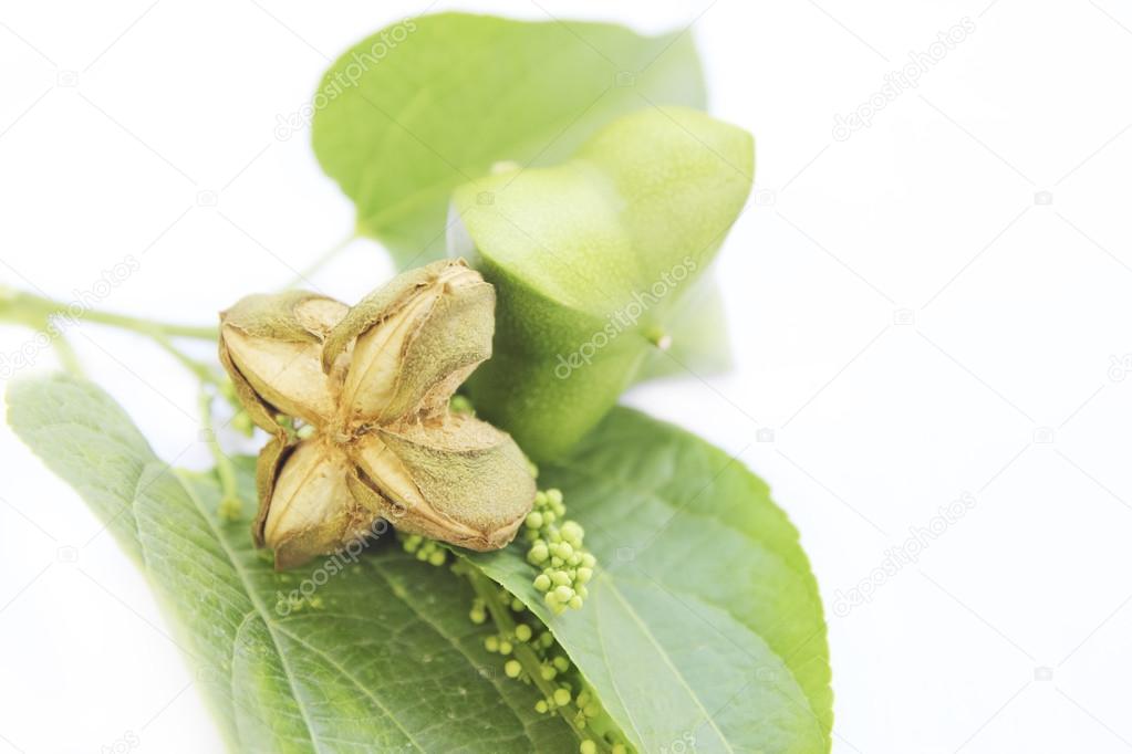 Sacha-Inchi peanut,capsule seeds fruit of sacha-Inchi peanut