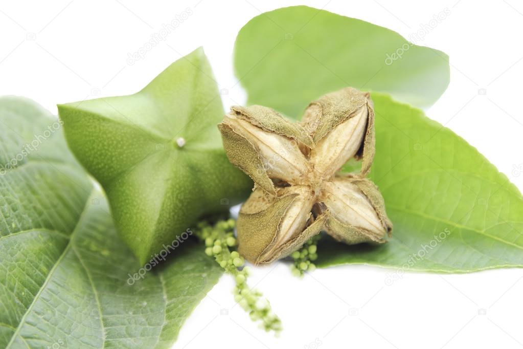 Sacha-Inchi peanut,capsule seeds fruit of sacha-Inchi peanut