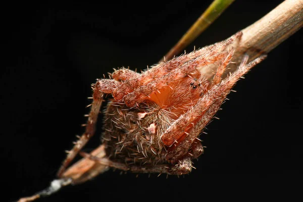 Super Makro Foto Der Spinne Auf Blatt Auf Schwarzem Hintergrund — Stockfoto