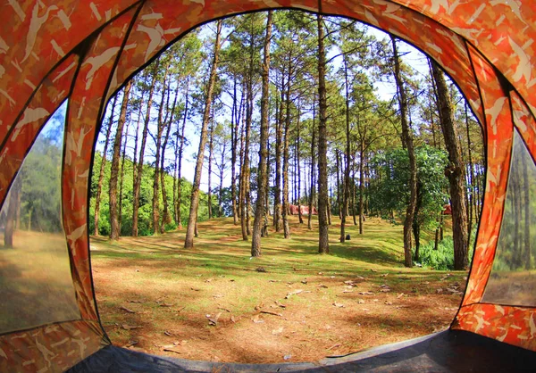 Pine Forest View Tent — Stock Photo, Image