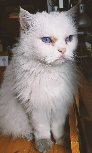 Chat Aux Yeux Bleus Procédé Croisé — Photo