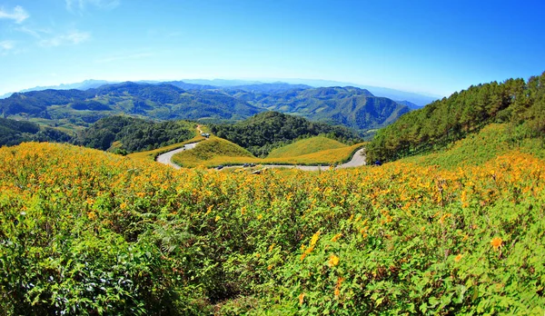 Maehongson Eyaleti Tayland Daki Meksika Ayçiçeği Tarlası — Stok fotoğraf