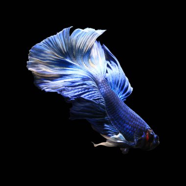 Yarım ay betta balığı. Kesme yolu.