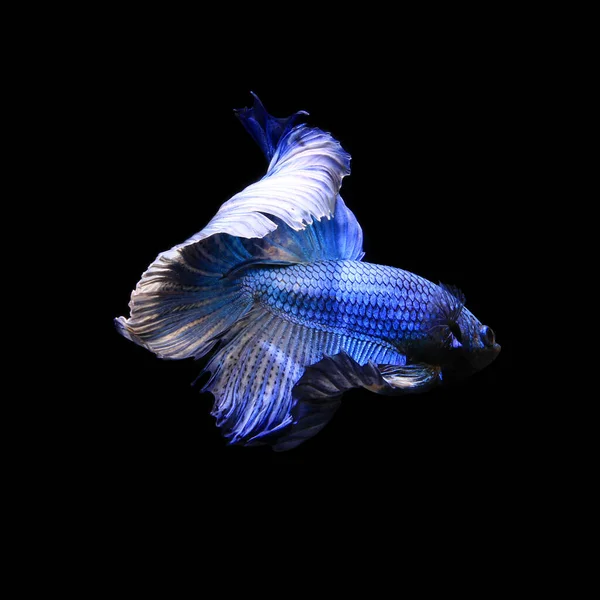 Demi Lune Betta Poisson Poissons Combat — Photo