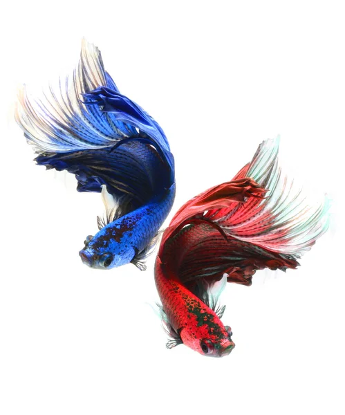 Halfmoon Betta Fish Siamese Fighting Fish — Stock Photo, Image