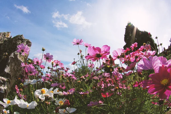 Blumen Hintergrund Pflanzen Jahrgang — Stockfoto