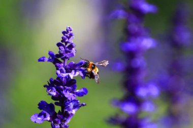 Çiçekteki bal arısı.