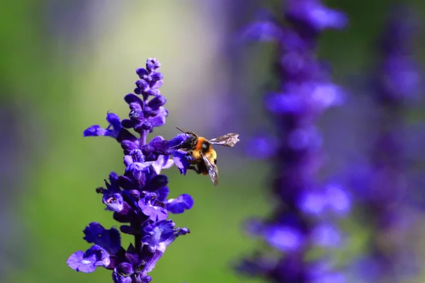 Medová Včela Květině — Stock fotografie