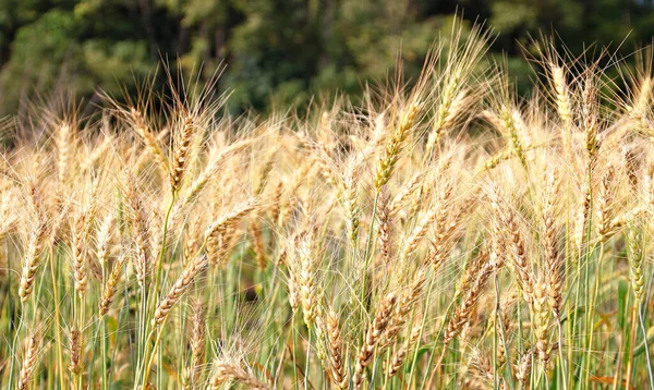 Wheat Field Close View — Stock Photo, Image