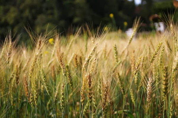 Wheat Field Close View — Stock Photo, Image