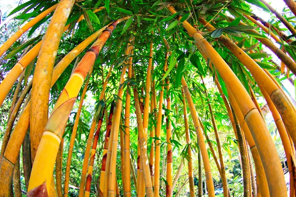Golden bamboo — Stock Photo, Image