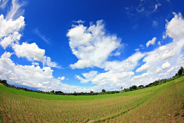 satırda mavi gökyüzü ile pirinç tarlaları