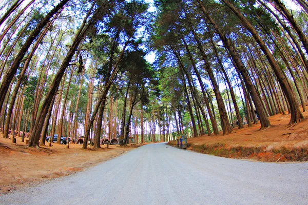 Estrada rural com árvore — Fotografia de Stock