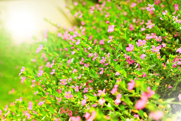 Blume an sonnigem Frühlingstag — Stockfoto