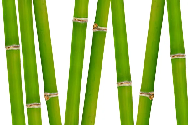 Bambu isolerad på vit bakgrund — Stockfoto