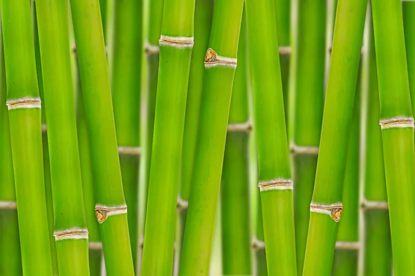 Bamboo background — Stock Photo, Image