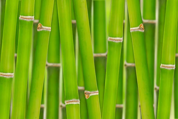 Bamboo background — Stock Photo, Image