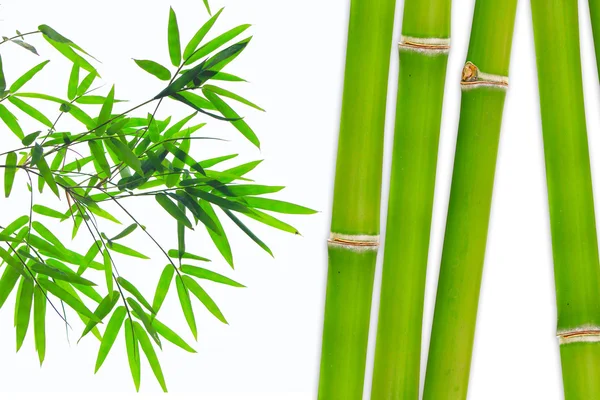 Bamboo isolated on white background — Stock Photo, Image