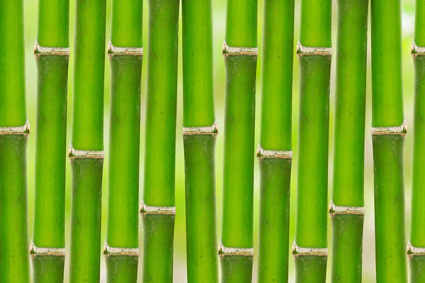 Bamboo background — Stock Photo, Image