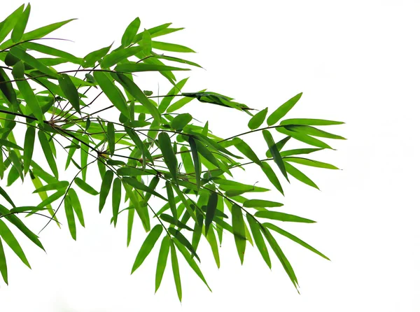 Bamboo leaves — Stock Photo, Image