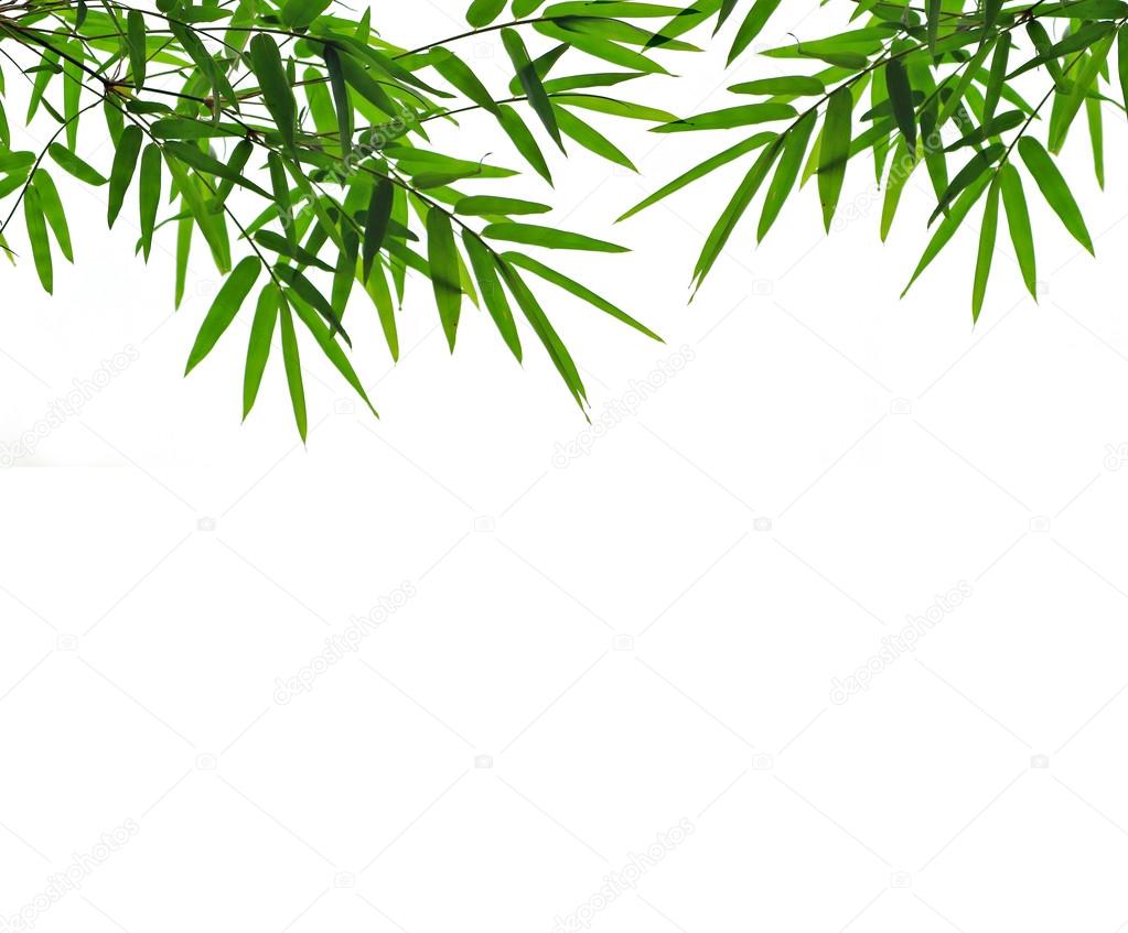 Bamboo leaves 