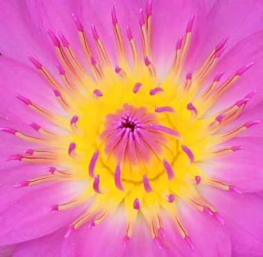 Nilüfer çiçeğine yaklaş