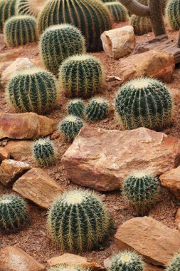 Kuru toprak yeşil kaktüs