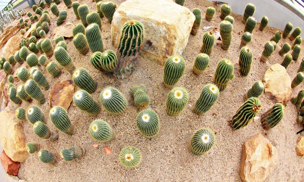 Jardin de cactus vert — Photo