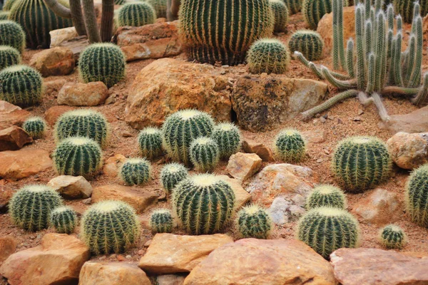 Zelený kaktus v suché půdě — Stock fotografie