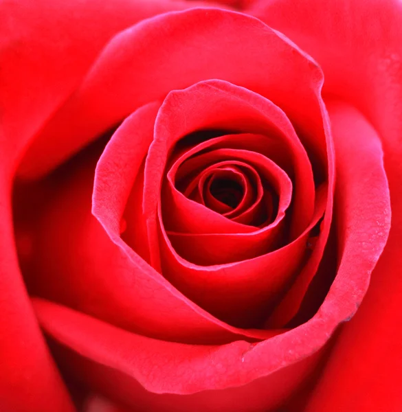 Rote Rose Hintergrund — Stockfoto