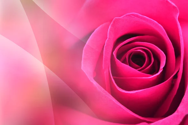 Hintergrund rosa Rose — Stockfoto